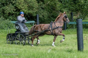 dressuur en vaardigheid  nienoord 10-8-2015  joshua keller-0095      